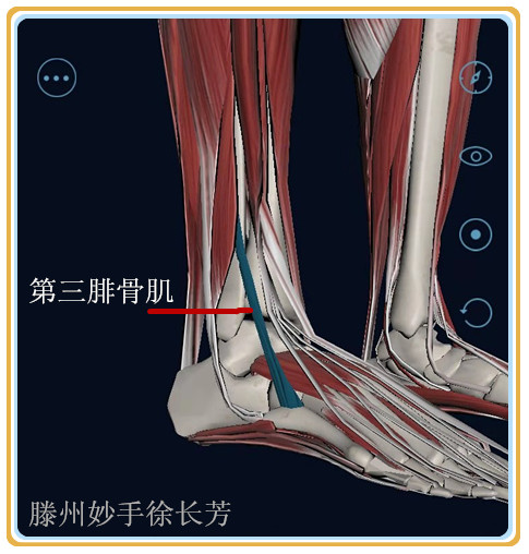 古代导引术尺蠖与足背筋膜炎的推拿运动康复滕州徐长芳