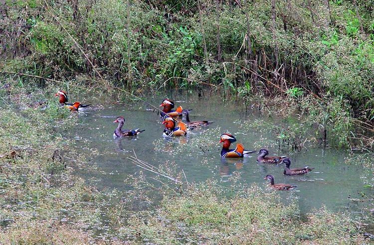 商洛南秦水库好生态,鸳鸯成群来嬉戏