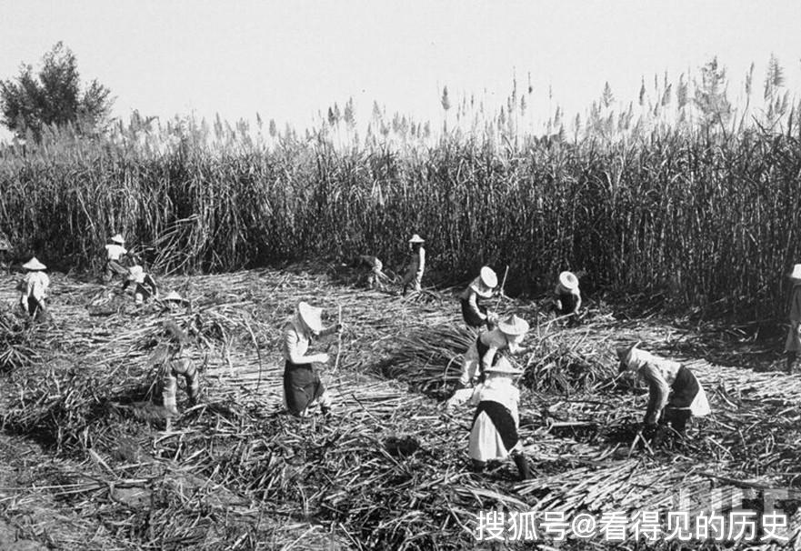 原创老照片1959年土改后的台湾农村辛勤劳作的农民