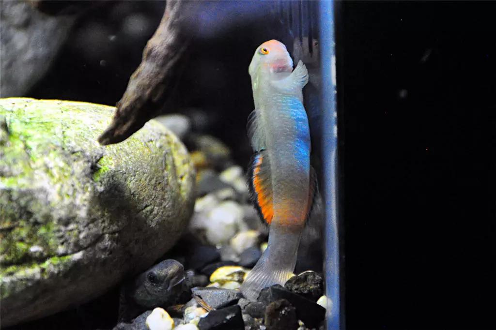 黑鳍虾虎特辑紫身枝桠电光枝桠蓝肚韧西瓜天使黑箭红斜纹黑箭红头白豹