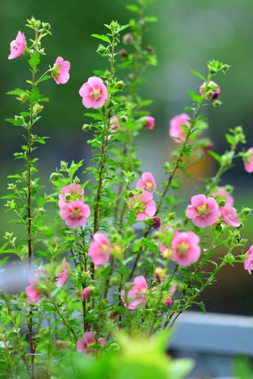 莳花食果搭配出璀璨丰饶的秋日花园