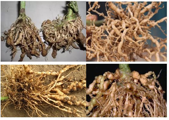 权威发布第五届中国土壤线虫防治高层论坛福州召开