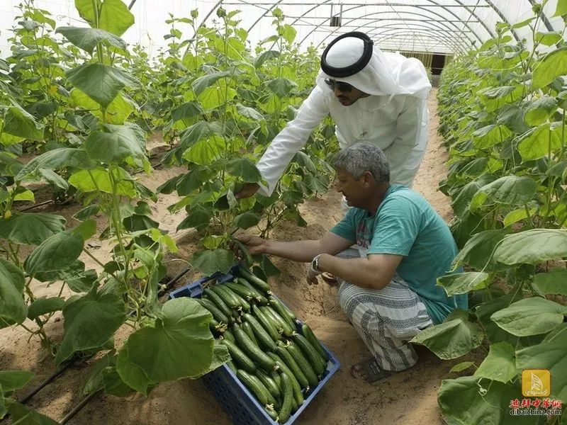 对迪拜印象的10大误区看看您中招没