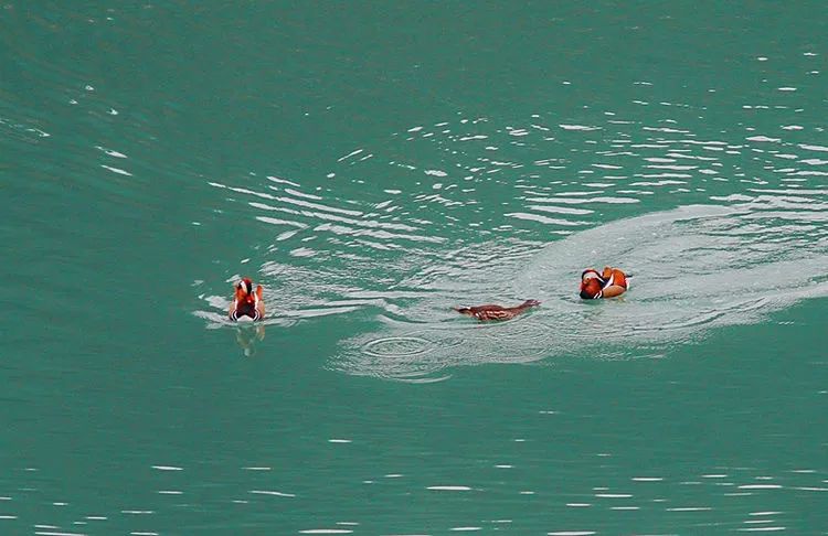 商洛南秦水库好生态,鸳鸯成群来嬉戏