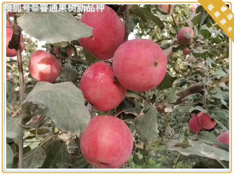原创烟富8苹果苗简介