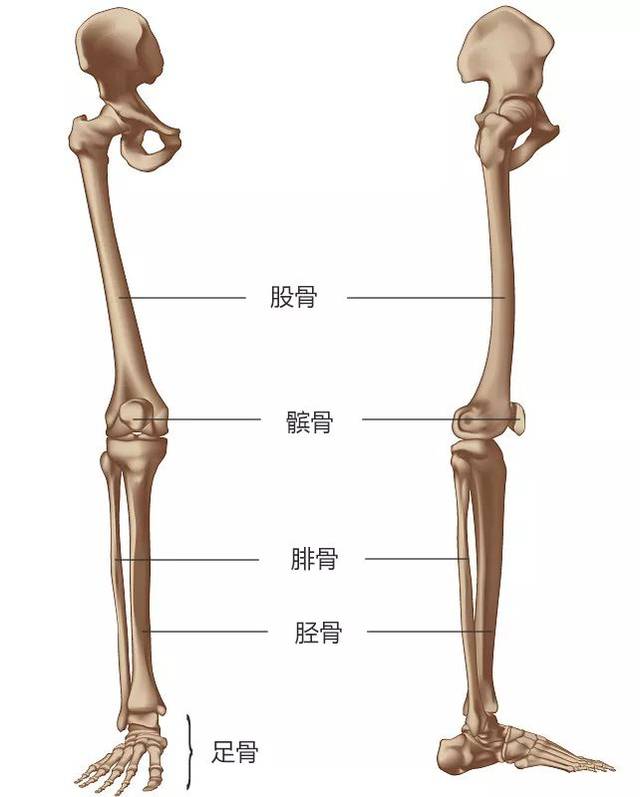 大小腿的骨骼结构图图片