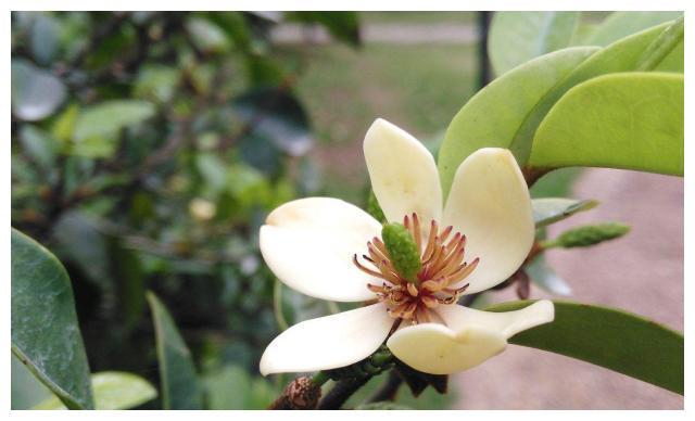 养含笑,这样养护避免叶黄花落