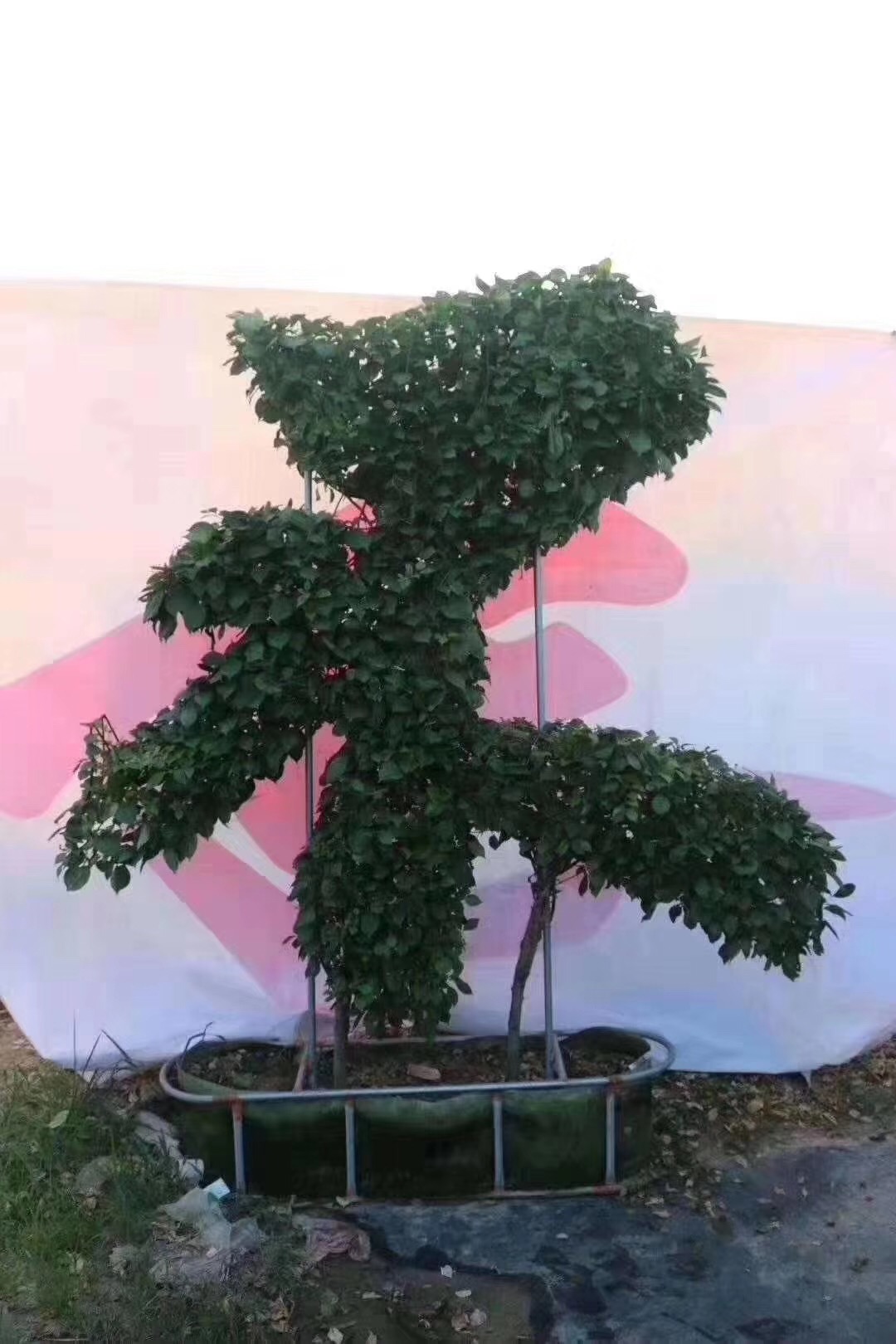 心形 拱形) 亭子框架 圆柱体和各种动物和成品的造型植物种植,我们的