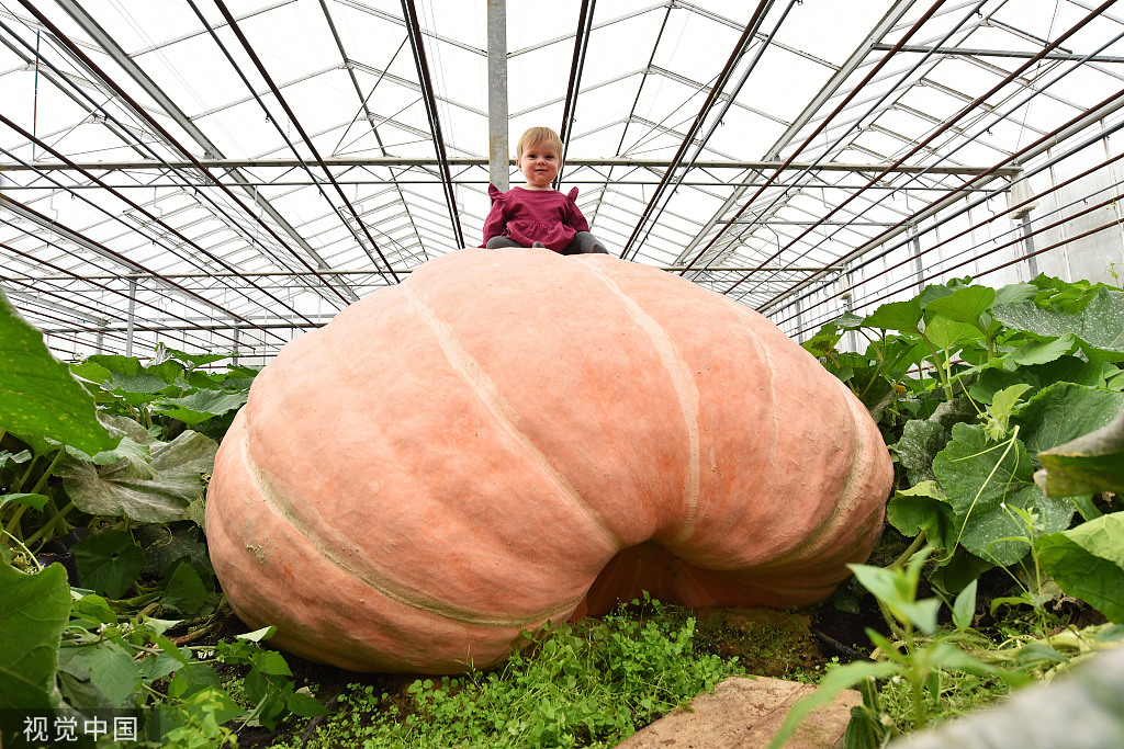 英双胞胎兄弟种出"超级大南瓜" 重量堪比小汽车