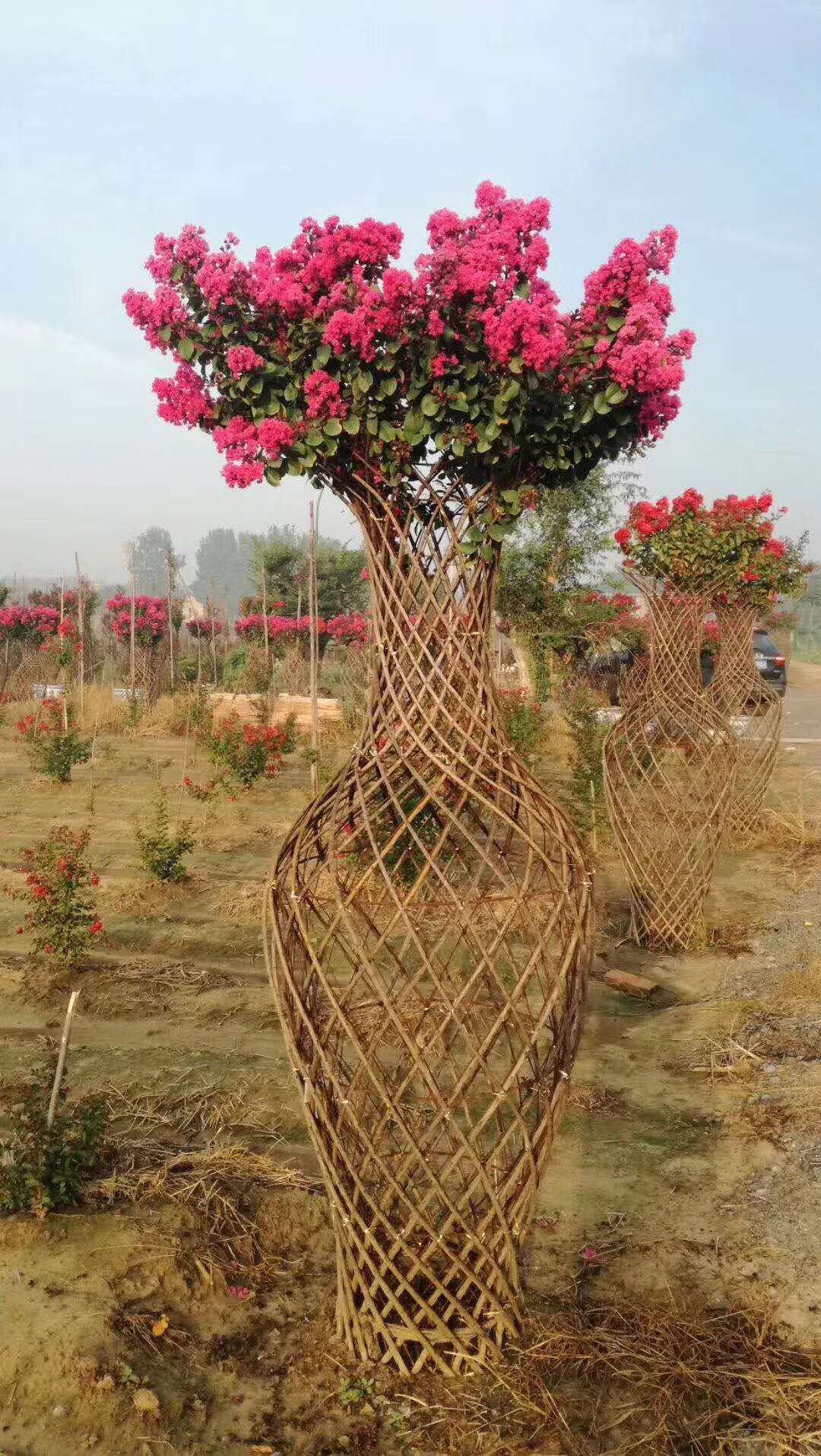 新款绿化植物造型紫薇花瓶编织艺术