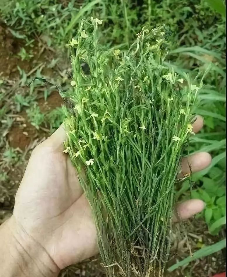 云浮这种独脚金植物出售价格却贵得很