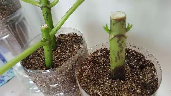 九农花木分享-100%成活的扦插法