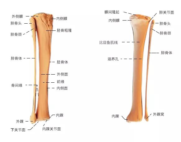 骨骼篇之下肢骨