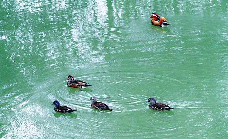 商洛南秦水库好生态,鸳鸯成群来嬉戏