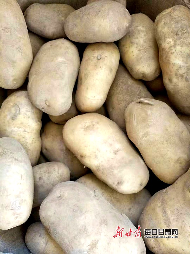 "李高峰拿起一张马铃薯品种的图片向记者说,"像最早的陇薯5号,一亩地