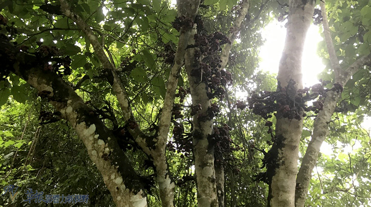 广西边境二崇左友谊关红木文博城