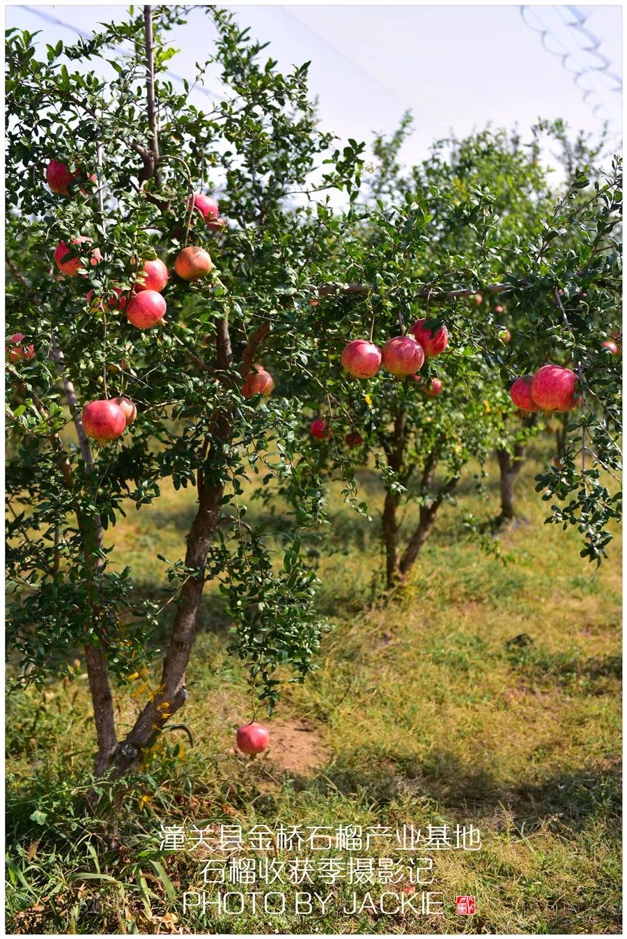 屈伟力 | 潼关县岳渎果园 | 石榴收获季 | 摄影记