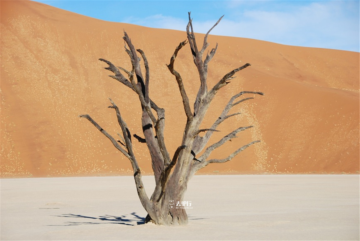 非洲最古老的沙漠寸草不生却拥有大量动植物困扰了无数专家