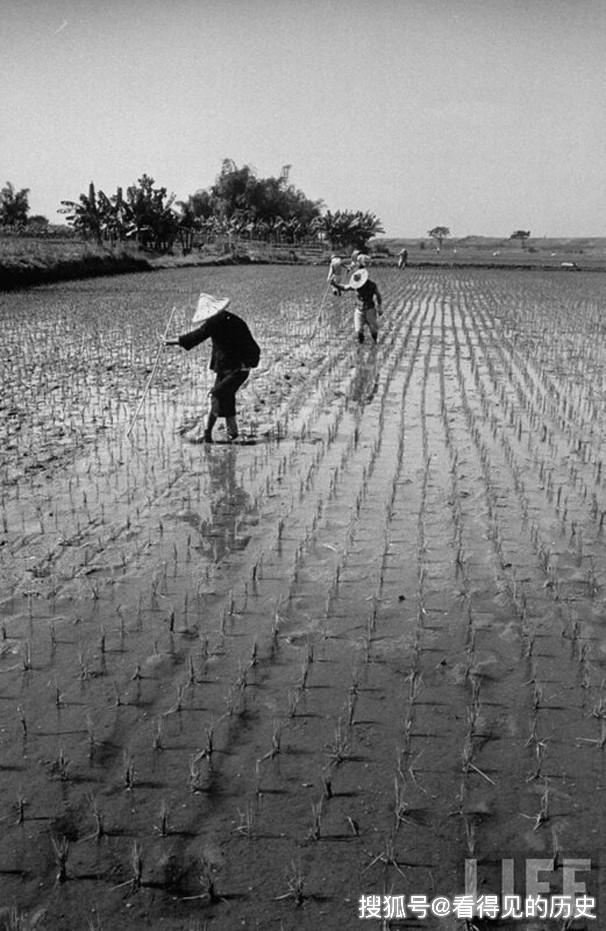 老照片  1959年土改后的台湾农村  辛勤劳作的农民