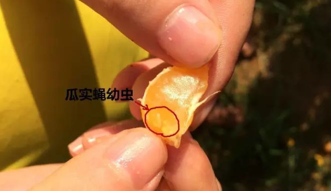 小小果实蝇危害极大稍不注意收成毁尽