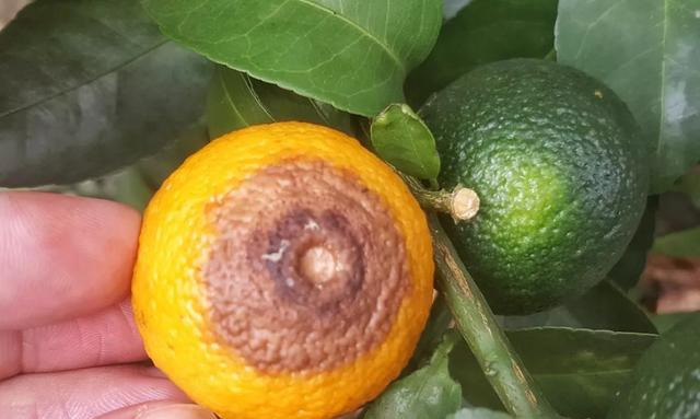 柑橘成熟期异常落果?3方面影响因素,预防果农把握3个关键点!