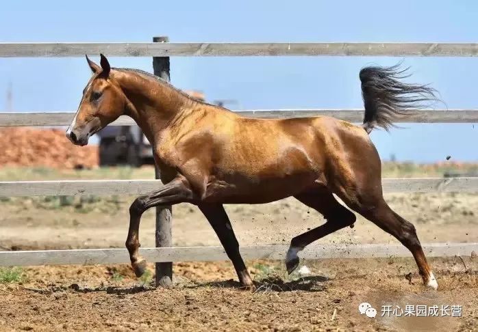 赤红有人说它飞奔时项颈间汗血宝马起扬——马术表演带来一场精彩绝伦