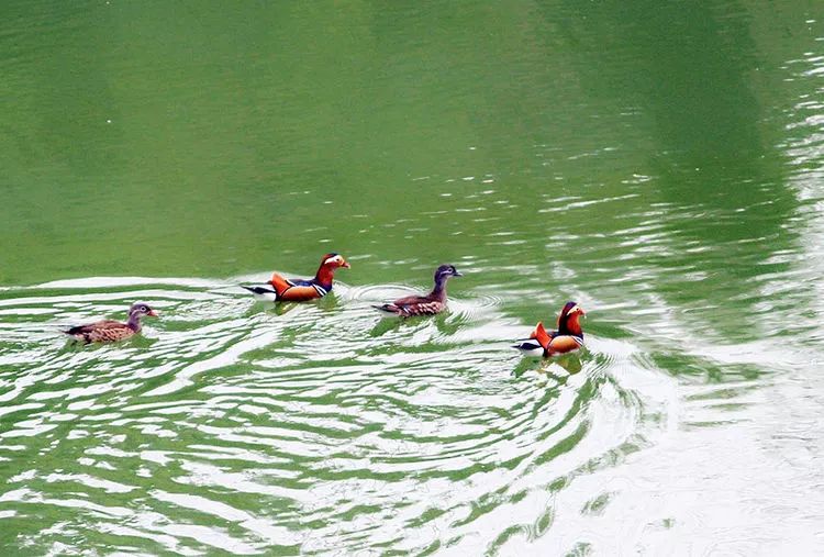 商洛南秦水库好生态,鸳鸯成群来嬉戏