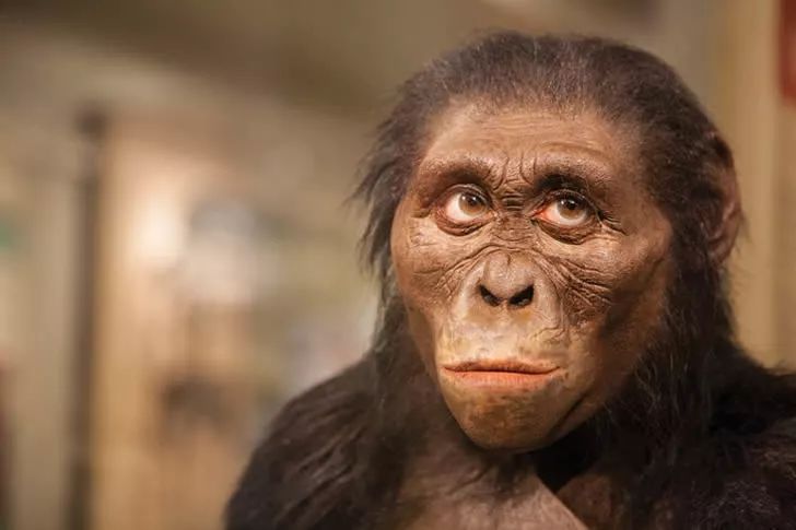 哪一种猿类是我们的祖先?
