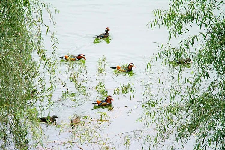 商洛南秦水库好生态,鸳鸯成群来嬉戏