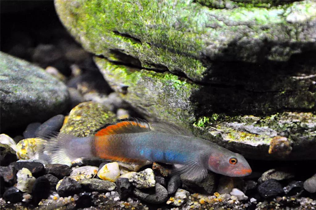 黑鳍虾虎特辑紫身枝桠电光枝桠蓝肚韧西瓜天使黑箭红斜纹黑箭红头白豹