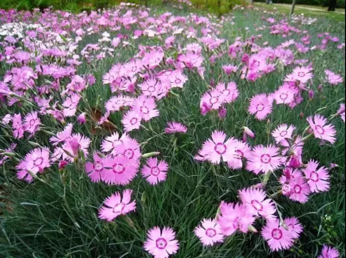 石竹是酢浆草科,酢浆草属的一种多年生草本植物,具有地下球茎,冬春