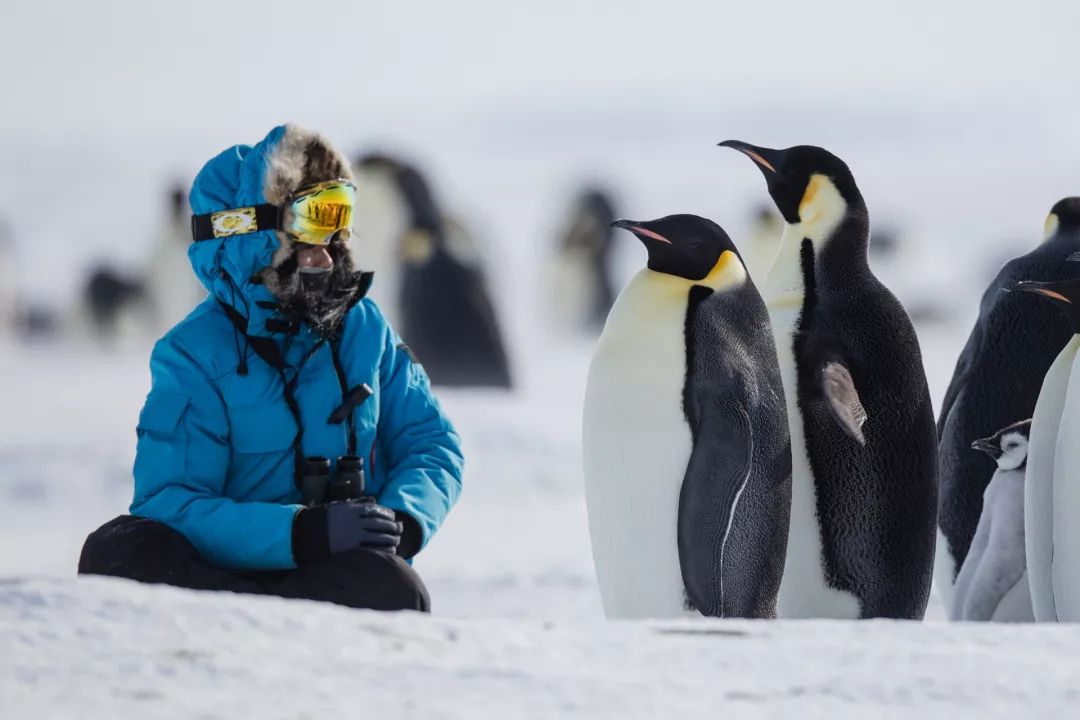坚守1个月拍摄北极熊,来听女摄影师的极地故事_顾莹