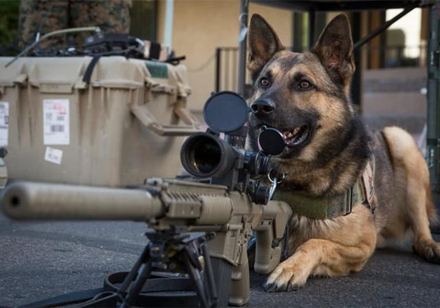 原创智商排名能证明二哈比边牧笨其实只是评价标准不同罢了