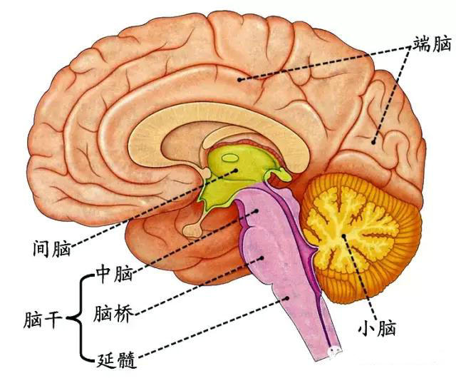中区神经系统图片
