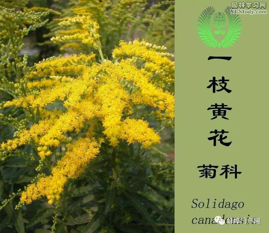 蚌埠龙子湖东公园惊现一枝黄花_危害