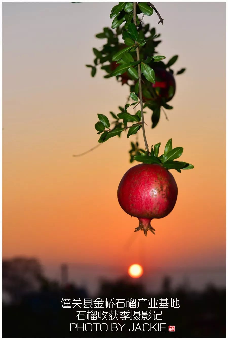屈伟力 | 潼关县岳渎果园 | 石榴收获季 | 摄影记