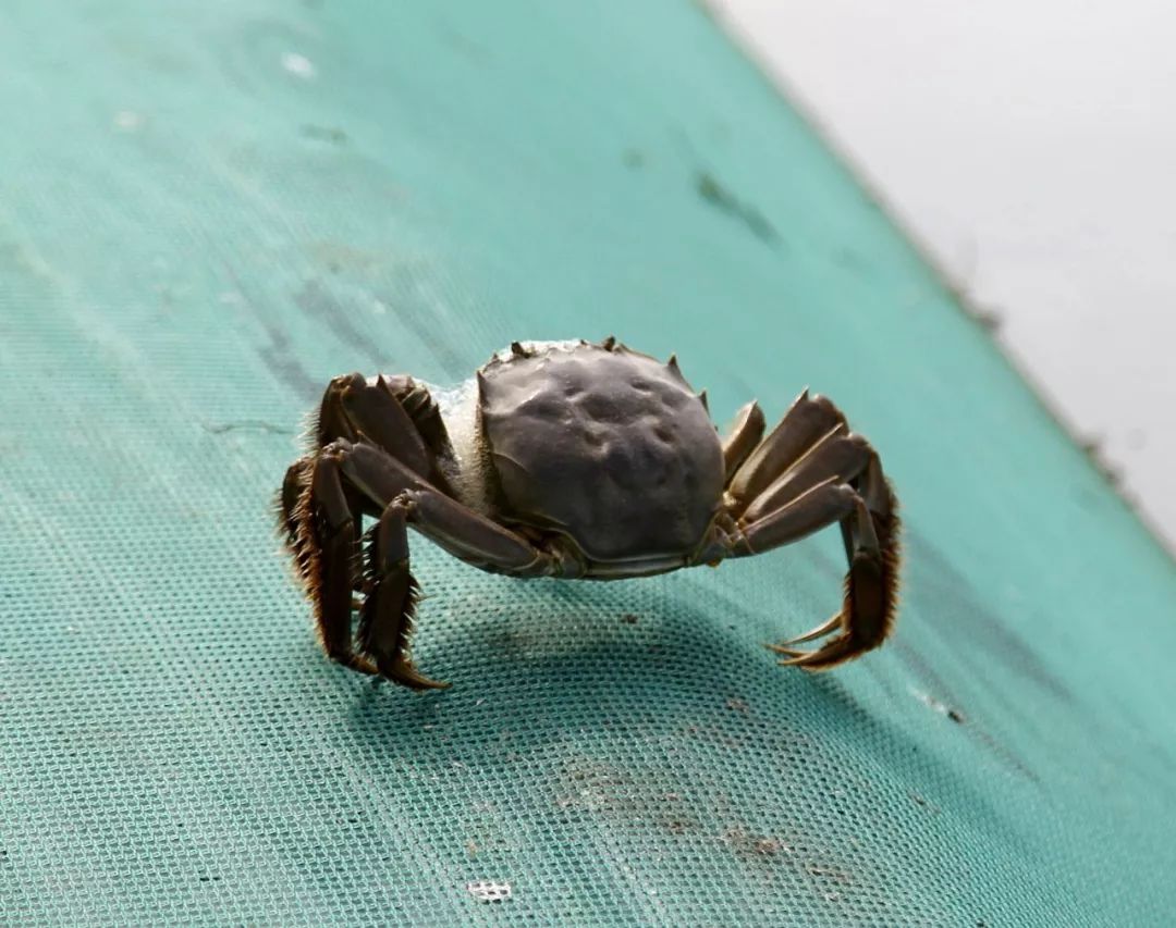 临港头条│蟹后金秋本地大闸蟹新鲜上市