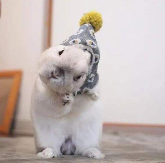 原创家里兔子经常歪头卖萌昨日却突发癫痫带去医院检查被告知病危