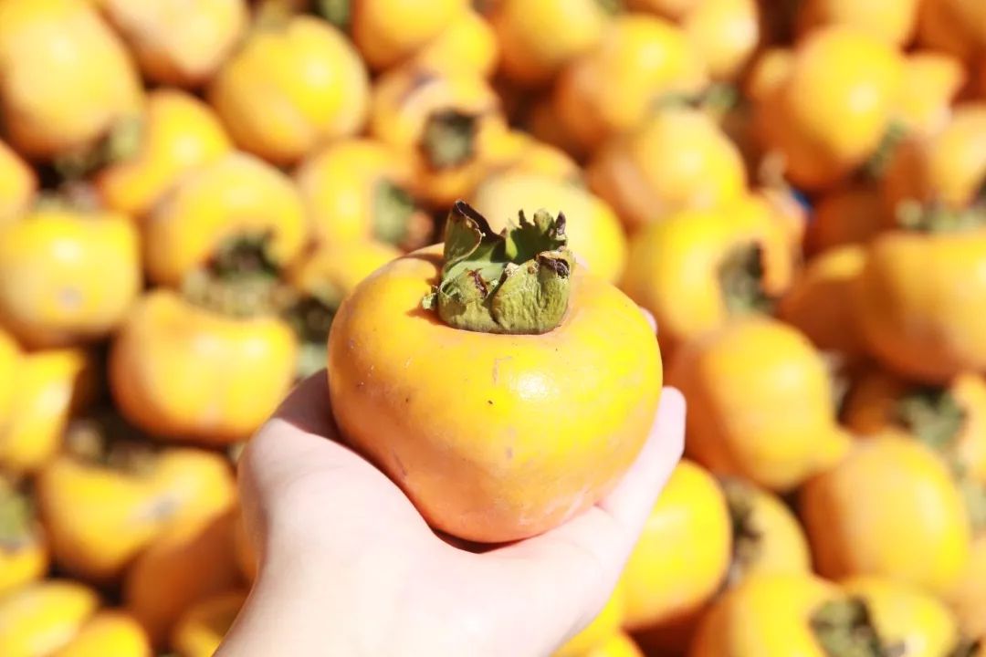 2019梅里方柿节10月19日开柿十大活动抢鲜看