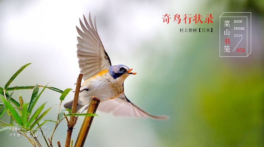 黑暗里的勇气,光芒万丈丨奇鸟行状录