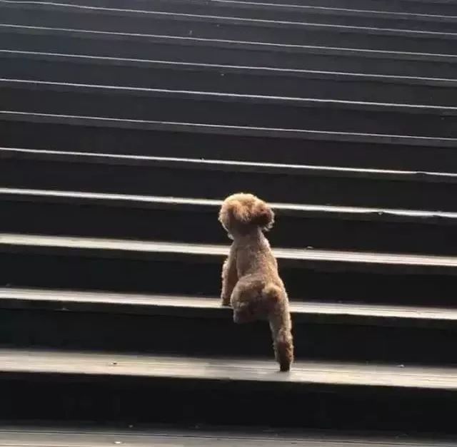 泰迪跨着大步伐爬台阶男子看了一眼后直接笑喷泰迪有点烫脚