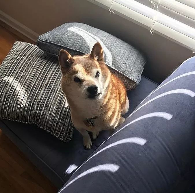 全网脸最臭的柴犬,每一秒都在凶主人!