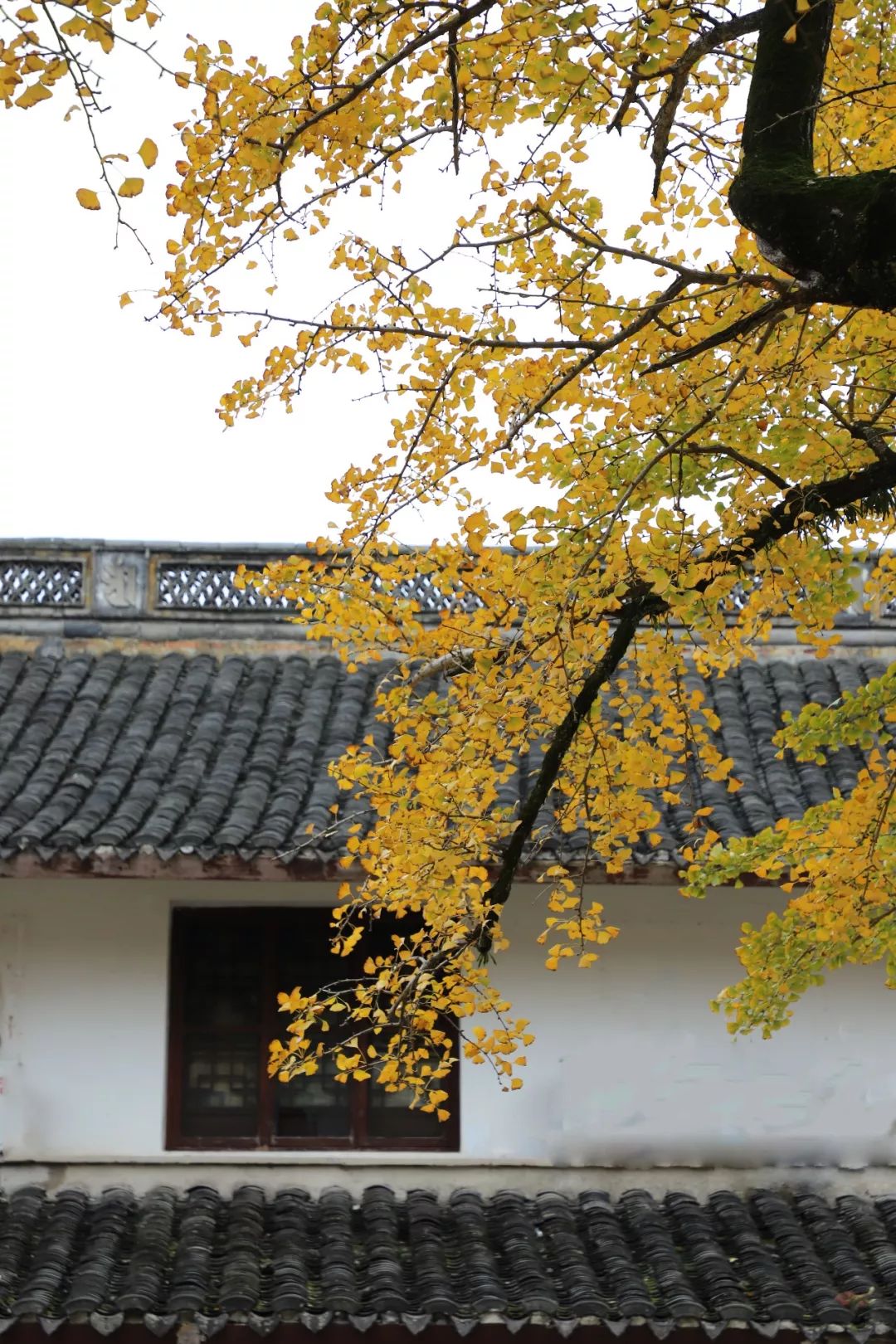 奉化这棵千年古树生病牵动人心专家体检健康这个秋天