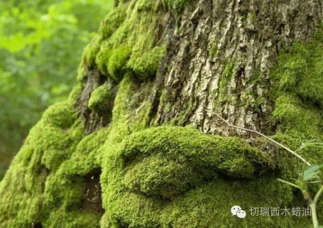 知识：增加对木材的识别能力首先要从树干的组成和构造入手-搜狐大视野-搜狐新闻