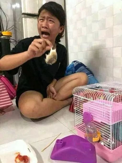 仓鼠死了,只留下痛不欲生的主人和瑟瑟发抖的罪人!