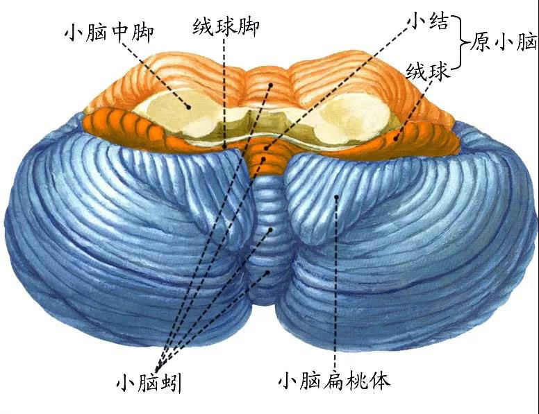 小脑中间部分狭窄称小脑蚓,两侧稍膨大称小脑半球