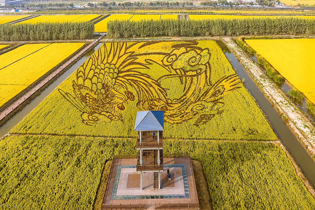 为了便于游客观赏,稻田里建造了木质观光塔.