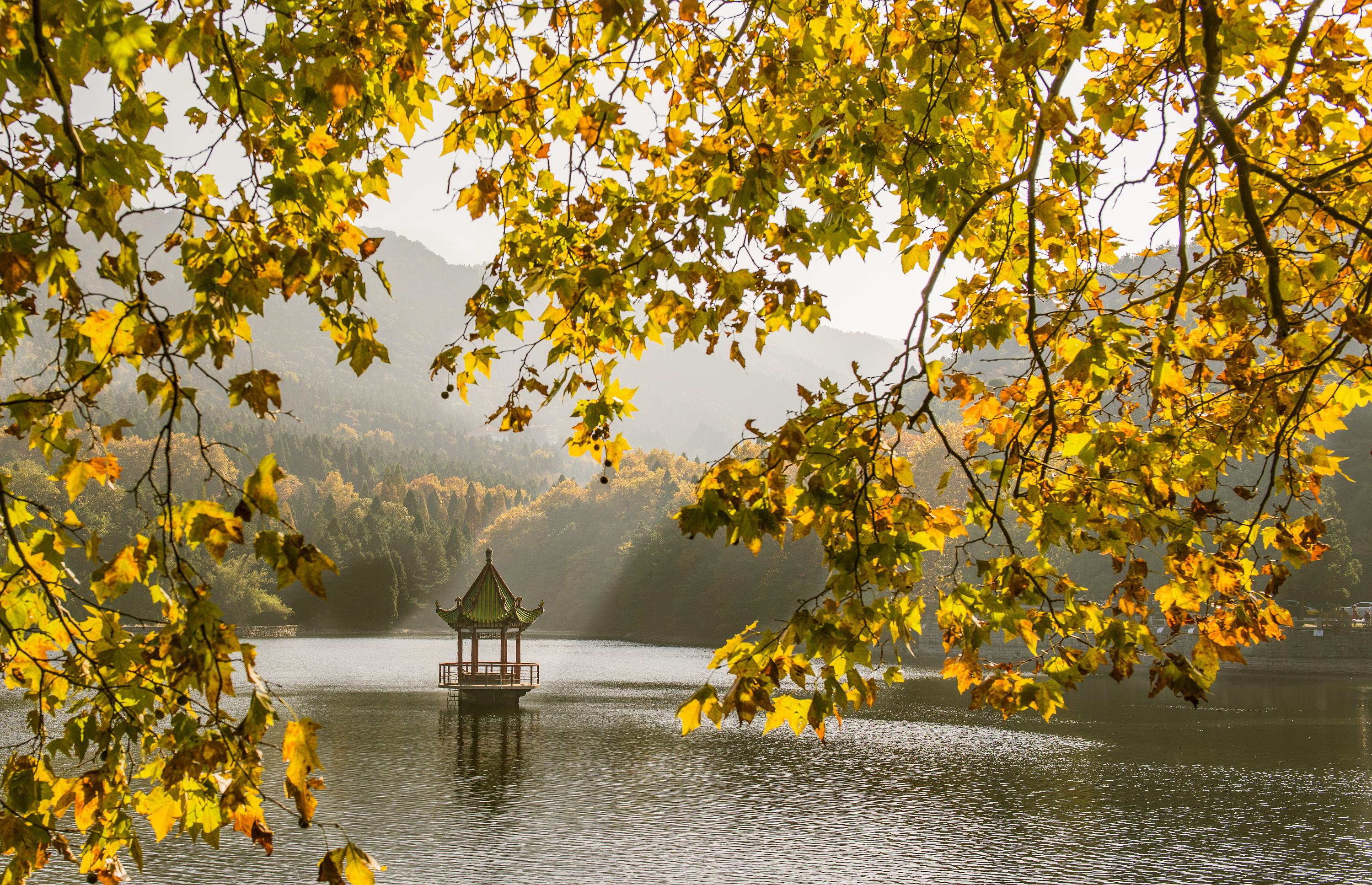 入秋后想看世界级的秋色秋色的婺源庐山黄山的枫叶都美无法言喻