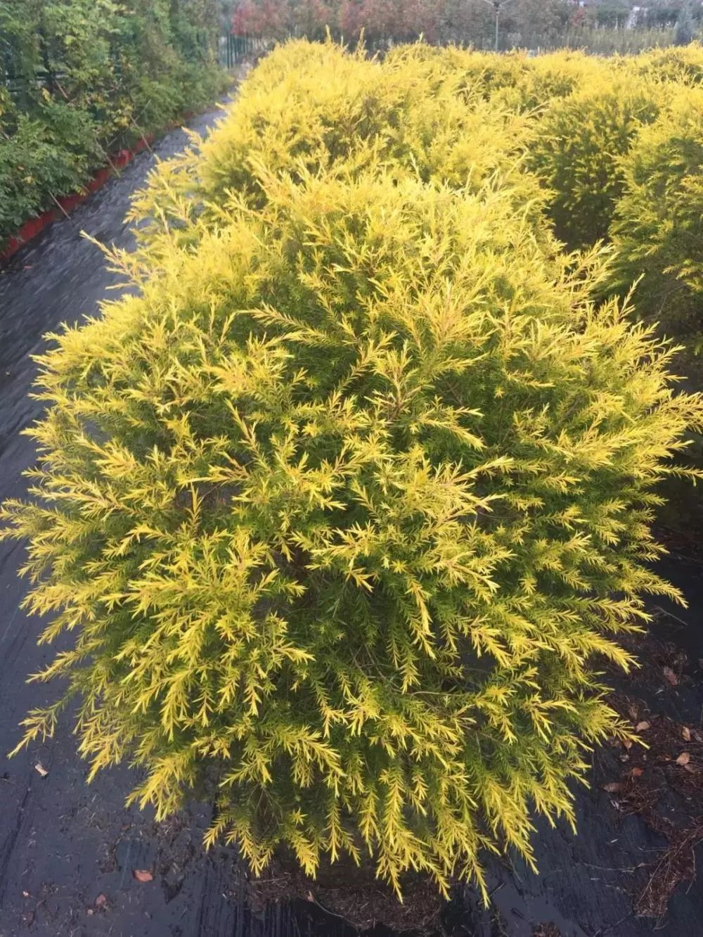 城市绿化使用,目前世界上最流行的,视觉效果最好的色叶乔木新树种之一