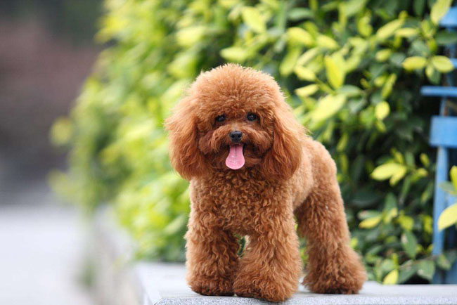 狗狗智商排行榜前十名第一名智商相当于8岁小孩